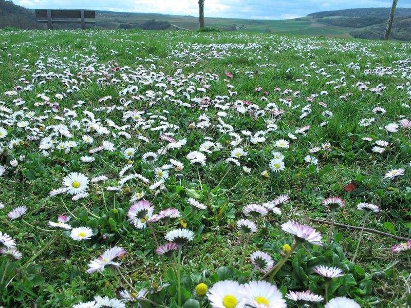 Rheinhessen_23.jpg