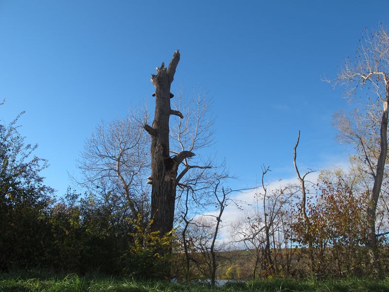 not found: Rheinauen-13.JPG