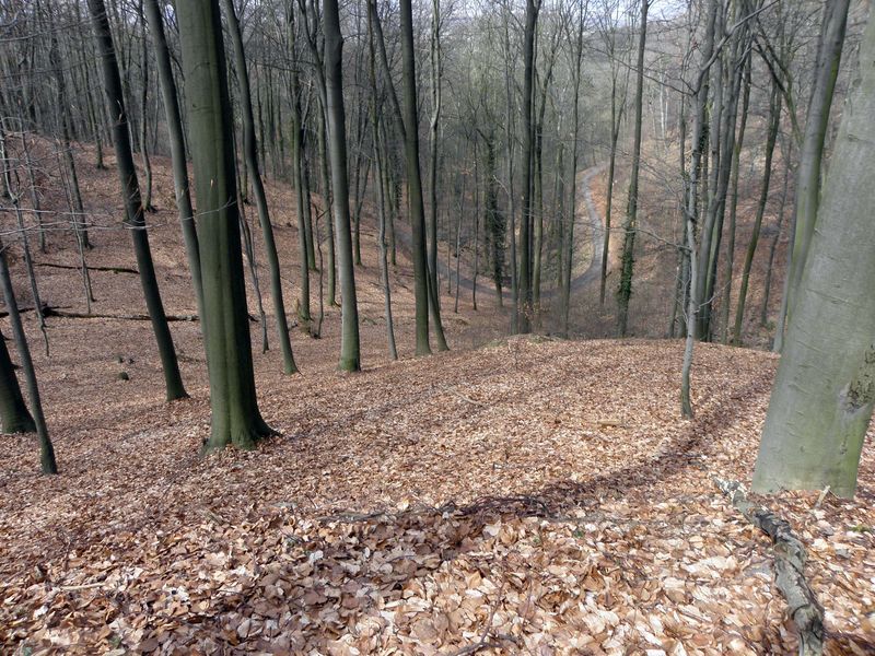 Odenwald-10.jpg