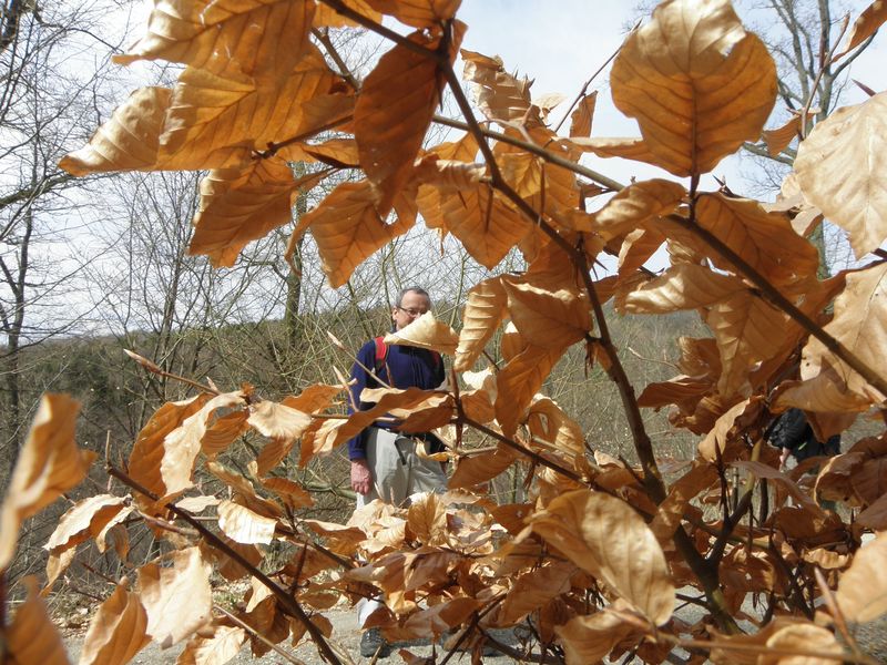 Odenwald-16.jpg