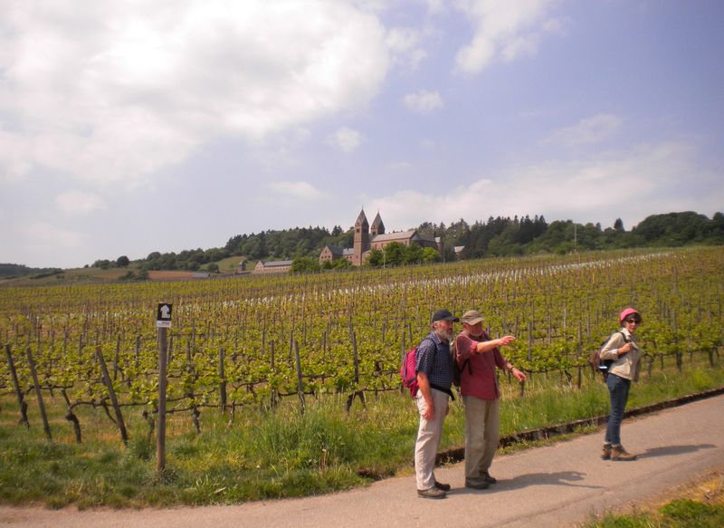 Rheingau-3.jpg