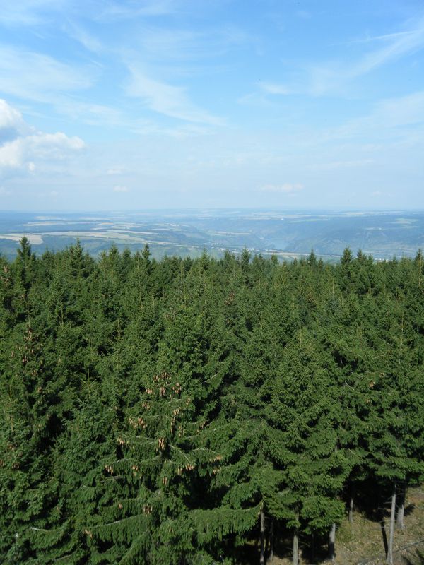 Bingerwald_7.jpg
