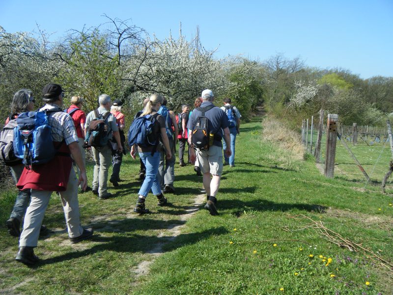 Rheinhessen_4.jpg