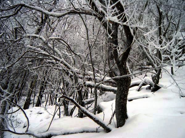 odenwald_03.jpg