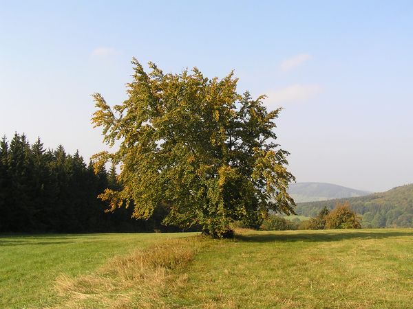 not found: einsamerBaum.jpg