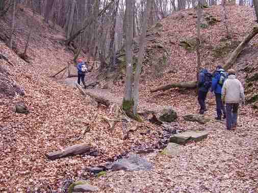 Binger_Wald016.jpg