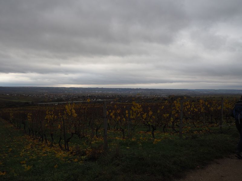 Rheingau_02.JPG