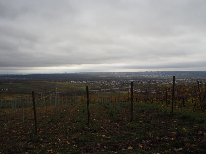 Rheingau_04.JPG