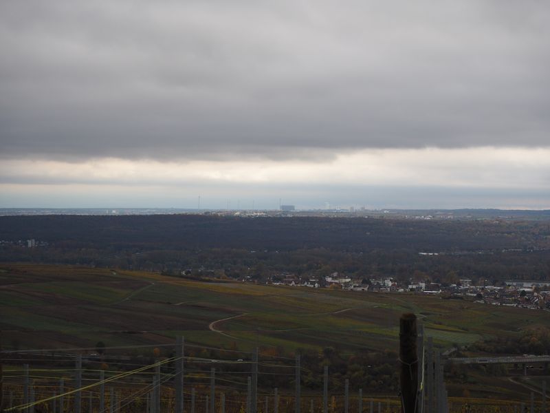 Rheingau_05.JPG