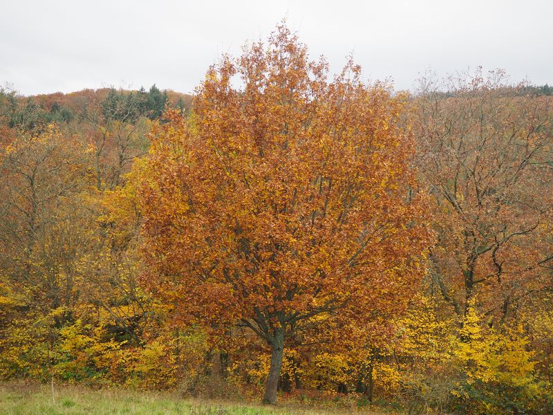 Rheingau_11.JPG